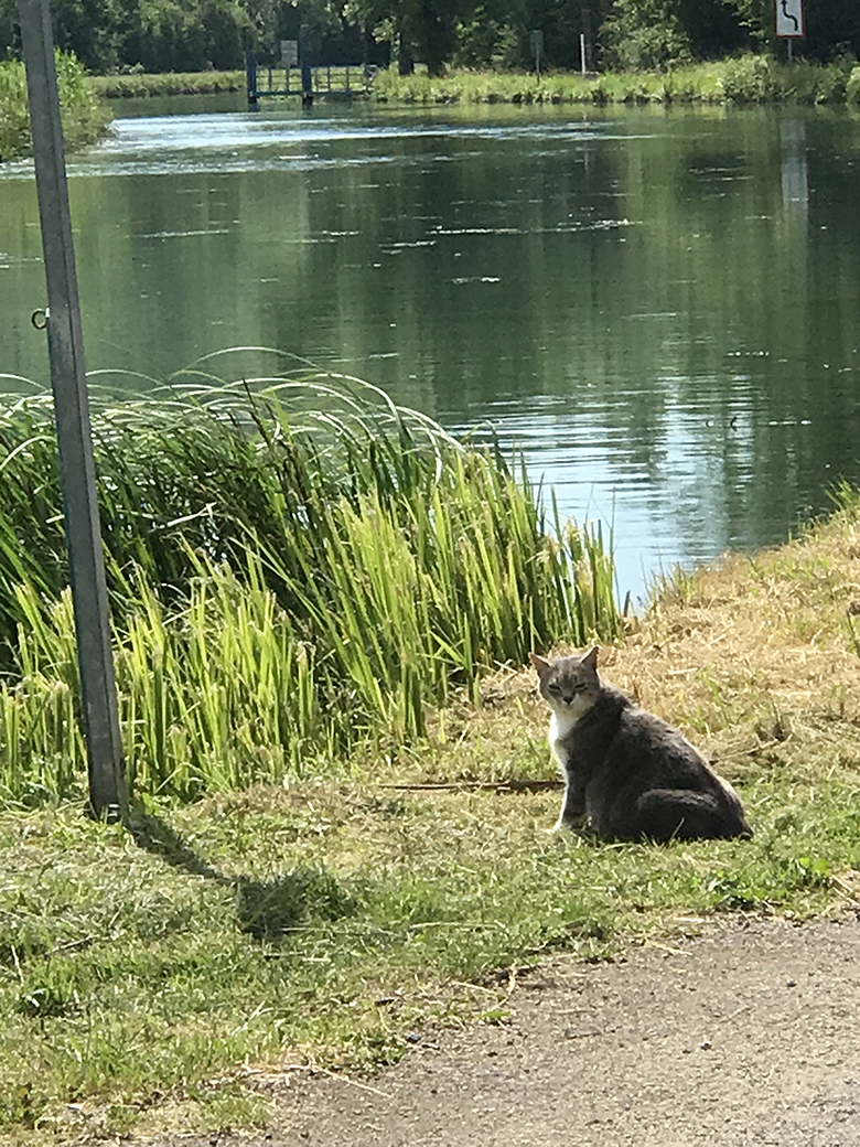 Kitty along the canal flirts with us